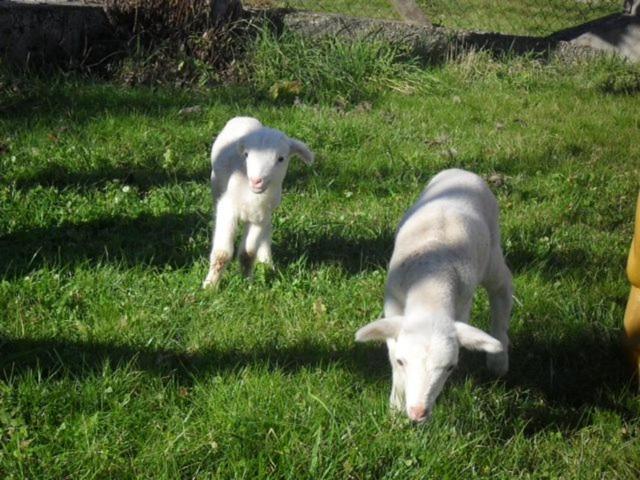 Gite A La Ferme Montesquieu-Avantes Esterno foto